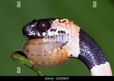 Aggraziato serpente che mangia lumache (Dipsas gracilis) che estrae una lumaca dalla sua conchiglia. Provincia di Manabi, Ecuador Foto Stock