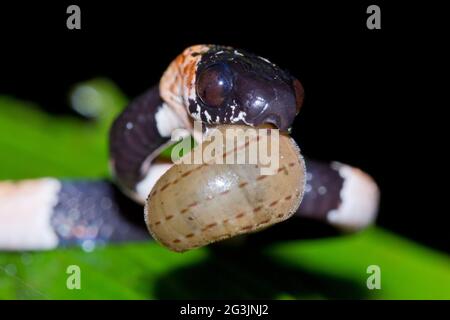 Aggraziato serpente che mangia lumache (Dipsas gracilis) che estrae una lumaca dalla sua conchiglia. Provincia di Manabi, Ecuador Foto Stock