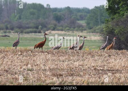 Un gregge di gru di sandhill riposano in un campo Foto Stock