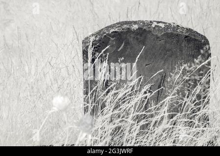 Vecchia tomba non tenuta a raggi infrarossi. In pietra arenaria, grana di pietra visibile sulla superficie. Muschio e licheni sulla parte superiore. L'erba nasconde la maggior parte della parte anteriore. Foto Stock