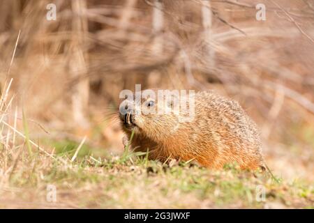 Vecchio falò poggiante su erba. Groundhog ha denti molto lunghi più bassi che raggiungono il naso. Spazio per il testo sopra. Foto Stock