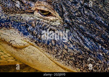 Una giovane alligatrice americana riposa in una penna al Gulf Coast Gator Ranch and Tours, 12 giugno 2021, a Moss Point, Mississippi. Foto Stock