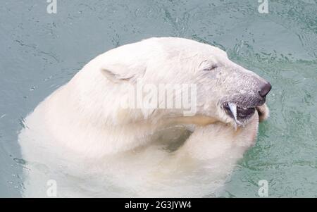 Primo piano di un polarbear (icebear) che mangia un pesce Foto Stock