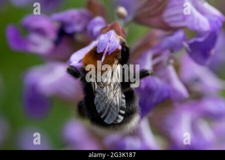 Albero Bumblebee (bombus hypnorum) su fiori di salvia in un giardino nel mese di giugno, Nord Yorkshire, Inghilterra, Regno Unito Foto Stock