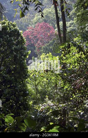 Colori vivaci in natura Foto Stock