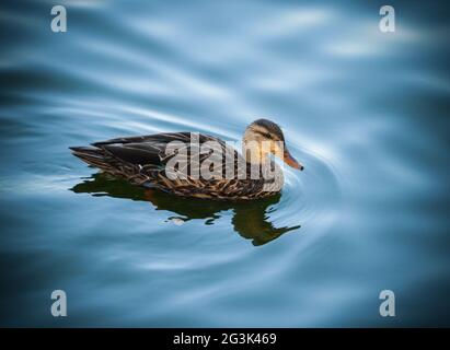 Anatra nuotare calma in lago Foto Stock