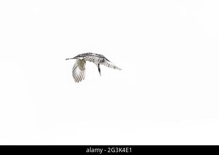 Pied Kingfisher a metà volo Foto Stock