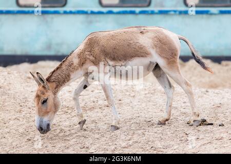 Onagro persiano (Equus hemionus onagro) Foto Stock