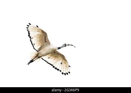 White Ibis in volo Foto Stock