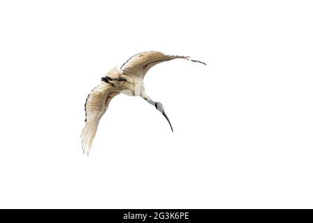 White Ibis in volo Foto Stock