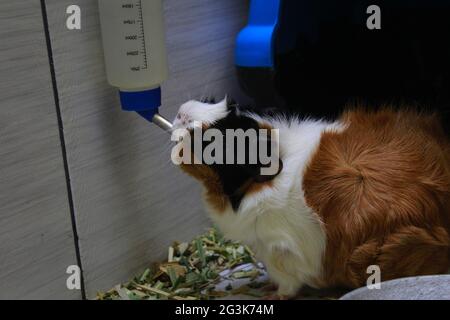 Cavia acqua potabile in bottiglia d'acqua di roditori blu. Foto Stock