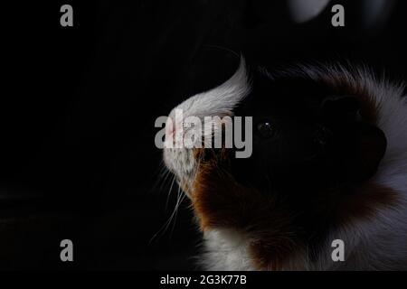 Porcellino di Guinea che riflette su sfondo scuro, ritratto di animale domestico a basso tasto Foto Stock