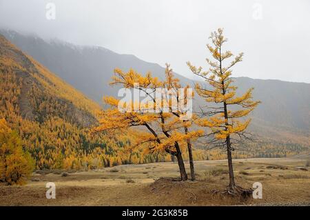 Due larici giallastre si trovano su una bassa collina nella steppa autunnale ai piedi di un'alta montagna. Altai, Siberia, Russia. Foto Stock