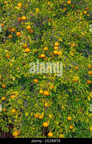 Arance di Siviglia, Citrus aurantium, che cresce su un albero. Foto Stock