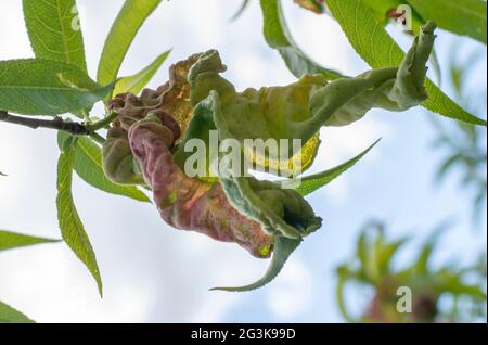 Arricciamento delle foglie di pesca. Albero di frutta infettato con deformans di Taphrina all'inizio dell'estate. Fungo e patogeno della pianta. Foto Stock