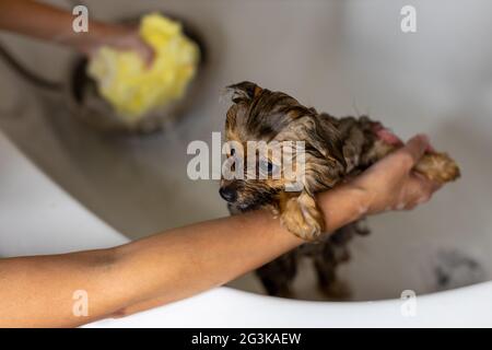 Donna che si prende cura del suo piccolo cane. Lavaggio femminile, pulizia cane Pomerania sotto la doccia. Concetto di igiene degli animali Foto Stock