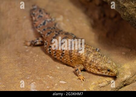 Pista di pattinaggio con coda di spinoso Pilbara orientale Foto Stock