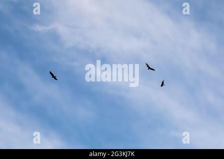 Avvoltoi che girano nei cieli blu della mattina presto. Foto Stock