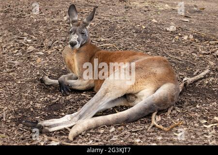 Buck canguro rosso riposante all'ombra Foto Stock