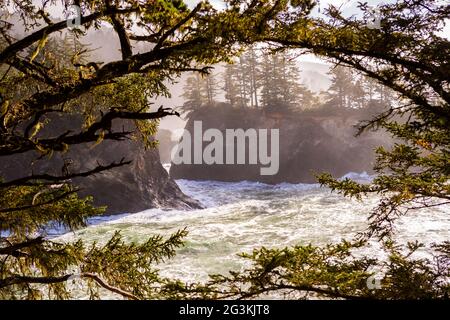 Isola e oceano vista attraverso gli alberi lungo il Samuel H. Boardman state Scenic Corridor nel sud dell'Oregon, Stati Uniti Foto Stock