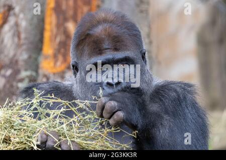 Captive Western Lowland Gorilla Silverback in uno zoo australiano Foto Stock