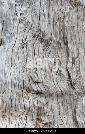 Il driftwood d'argento ben intemperato mostra grano e consistenza Foto Stock