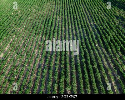 Vista dall'alto della fila di manioca in campo. Manioca crescente, germogli giovani che crescono. La manioca è la pianta di cibo tropicale, è un raccolto di contanti in Thailandia Foto Stock