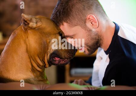 American Staffordshire Terrier and handsome man at home. Stock Photo