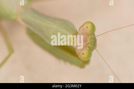 Mantis verde in preghiera su un muro (Mantis religiosa) Foto Stock