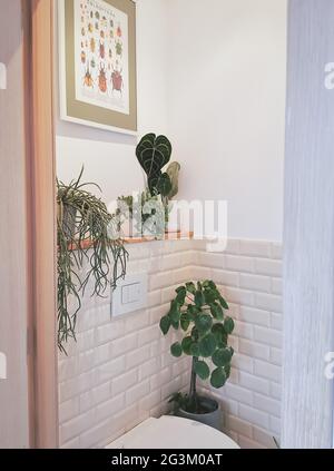 Bagno piccolo e moderno con piante multiple. Concetto di giungla tropicale. Foto Stock