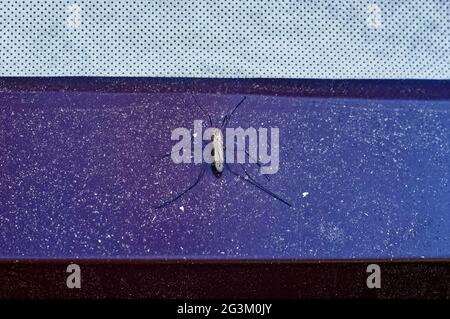 una grande zanzara si siede su una superficie di plastica, in estate Foto Stock