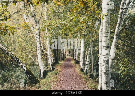 Passeggiata nella foresta in autunno, che è fiancheggiata da alberi di betulla su entrambi i lati. Preso nella foresta pluviale della riserva della biosfera, Brandeburgo, Germania. Foto Stock