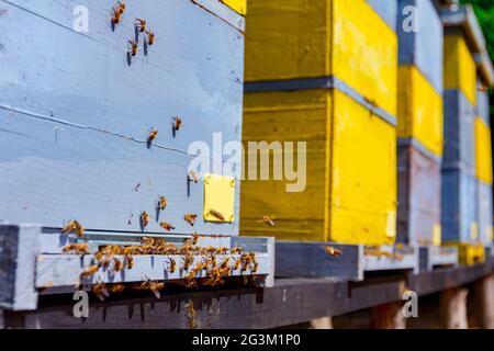 Le api sono volare fuori e tornare a casa a bordo di atterraggio all'ingresso dell'alveare. Foto Stock