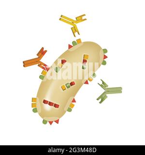 Ricombinazione dei batteri. Trasformazione batterica, coniugazione, trasduzione. Genetica Foto Stock