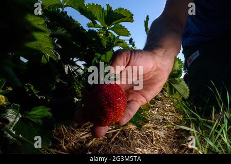 17 giugno 2021, Sassonia-Anhalt, Schleibnitz: Ansgar Laame della fattoria Laame controlla la qualità delle sue fragole nel suo campo. La raccolta delle fragole nei campi dell'azienda è iniziata solo alla fine della settimana scorsa, che è relativamente tarda dell'anno. Normalmente la raccolta delle fragole inizia già a maggio. Il ritardo potrebbe essere legato alla primavera fredda, gli agricoltori sospettano. L'azienda è in procinto di trasformarsi in agricoltura biologica. Le fragole organiche devono crescere sul terreno coltivato e non vengono trattate con insetticidi chimici. I frutti sono offerti direttamente dal campo ma possono anche essere raccolti da Foto Stock