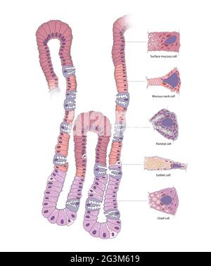 Ghiandola gastrica. La cellula nel corpo gastrico umano Foto Stock