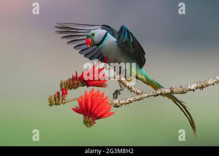 L'immagine di Malabar Parakeet (Psittacula columboides) a Shimoga, Karnataka, India, Asia Foto Stock