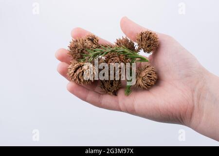 Tenere a mano i baccelli marroni, le capsule su sfondo bianco Foto Stock