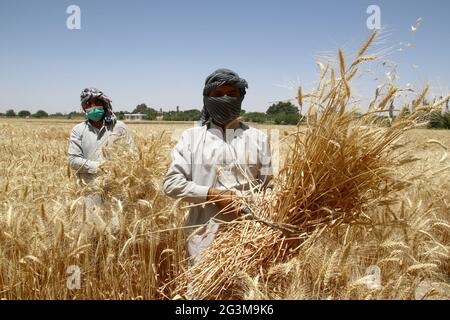 Balkh, Afghanistan. 16 Giugno 2021. Gli agricoltori afghani lavorano in un campo di grano nel distretto di Dehdadi nella provincia di Balkh, nel nord dell'Afghanistan, il 16 giugno 2021. Credit: Kawa Basharat/Xinhua/Alamy Live News Foto Stock