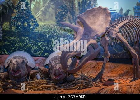 Lampang, Thailandia - 24 febbraio 2021: Fossile e statua di Triceratops, al Lampang Fossil Geologia e Museo di Scienze naturali. Foto Stock