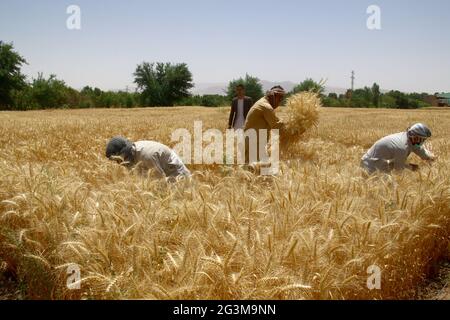 Balkh, Afghanistan. 16 Giugno 2021. Gli agricoltori afghani lavorano in un campo di grano nel distretto di Dehdadi nella provincia di Balkh, nel nord dell'Afghanistan, il 16 giugno 2021. Credit: Kawa Basharat/Xinhua/Alamy Live News Foto Stock