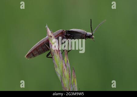 Fare clic su Beetle Athous haemorrhoidalis Foto Stock