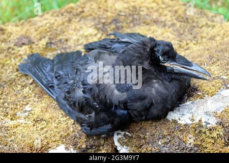 Carrion Crow morto Foto Stock