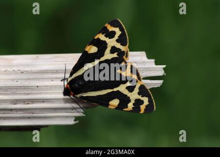 Legno Tiger Parasemia plantaginis Foto Stock