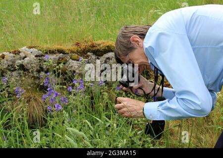 Botanico fotografando la ladder di Jacob Polemonium Caeruleum a Lathkill Dale, Derbyshire, Regno Unito Foto Stock