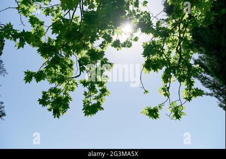 Il sole splende attraverso il verde fogliame sui rami Foto Stock