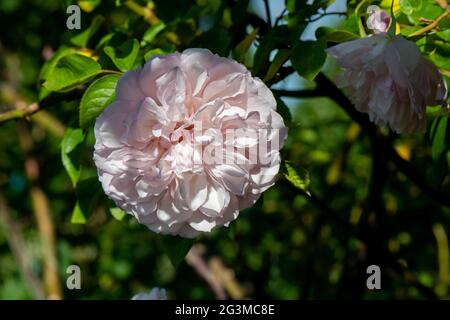 Rosa bianca - Cattedrale rosa winchester - testa in ombra e fogliame Foto Stock