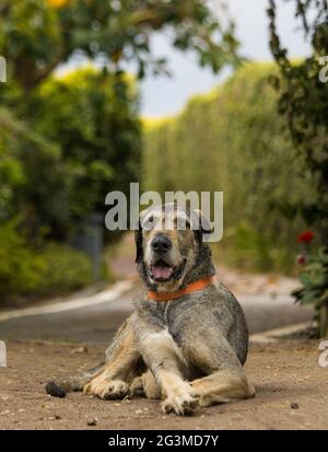 Wolfhound irlandese seduto, guardando in macchina fotografica, carino e fedele animale domestico. Foto Stock