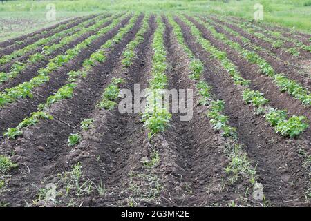 Un campo di patate con le pinzette con file di giovani cespugli di patate piantate. Messa a fuoco selettiva. Foto Stock