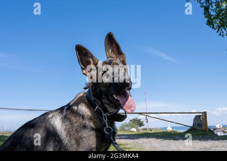 Un ritratto di cane di un felice cucciolo di Pastore tedesco di sei mesi. Linea di lavoro razza. Cielo blu sullo sfondo Foto Stock